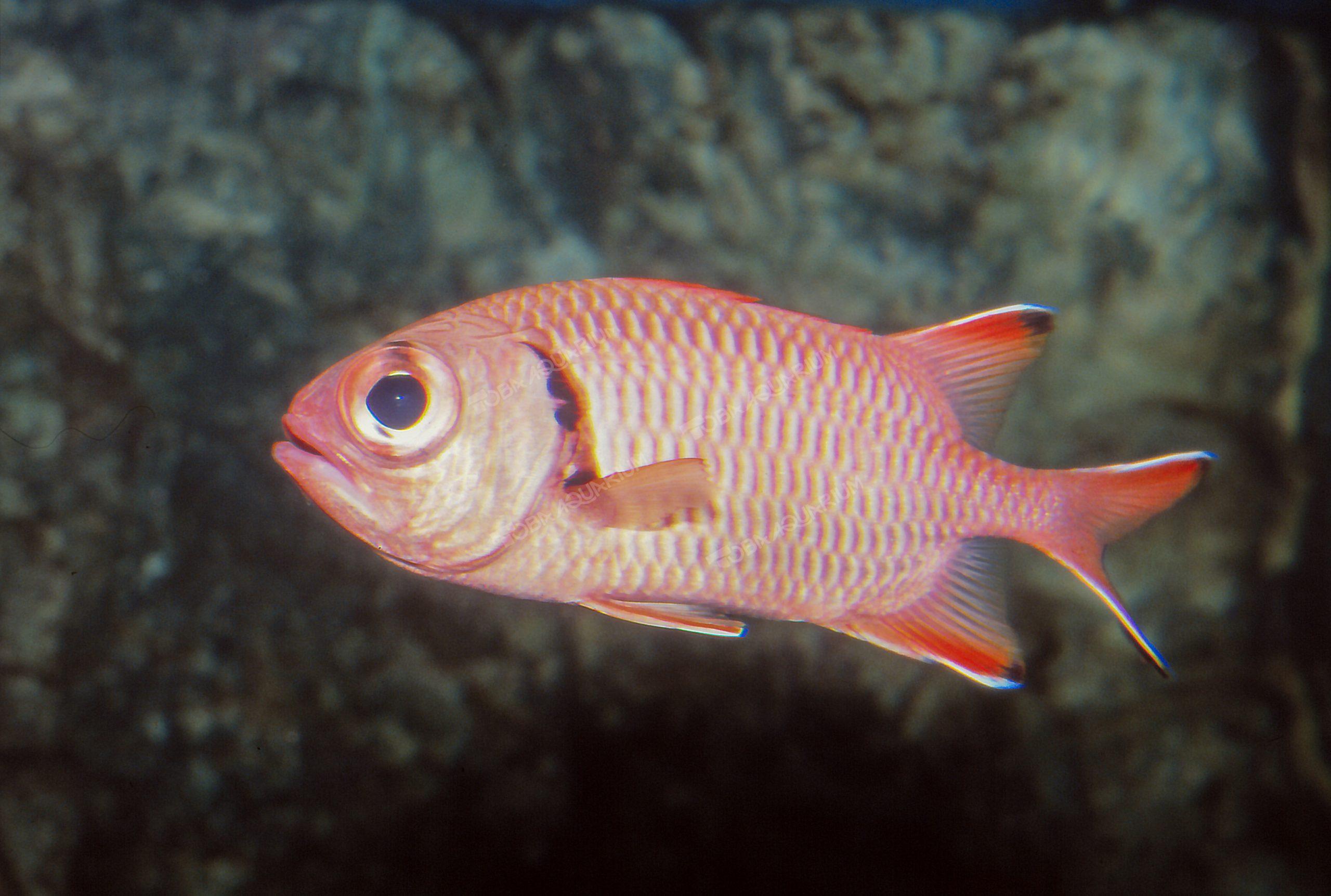 ツマグロマツカサ - 生きもの図鑑 鳥羽水族館